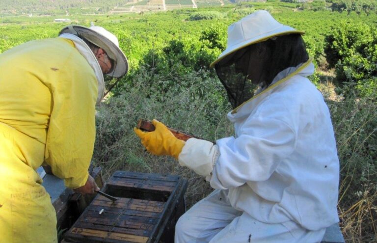 Asaja Alicante rechaza tajantemente el pacto entre Agricultura y algunas organizaciones para limitar la apicultura junto a cítricos