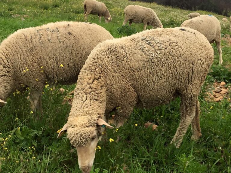 Asaja Ciudad Real pide el abono urgente de los pagos pendientes a los ganaderos de la PAC 2022