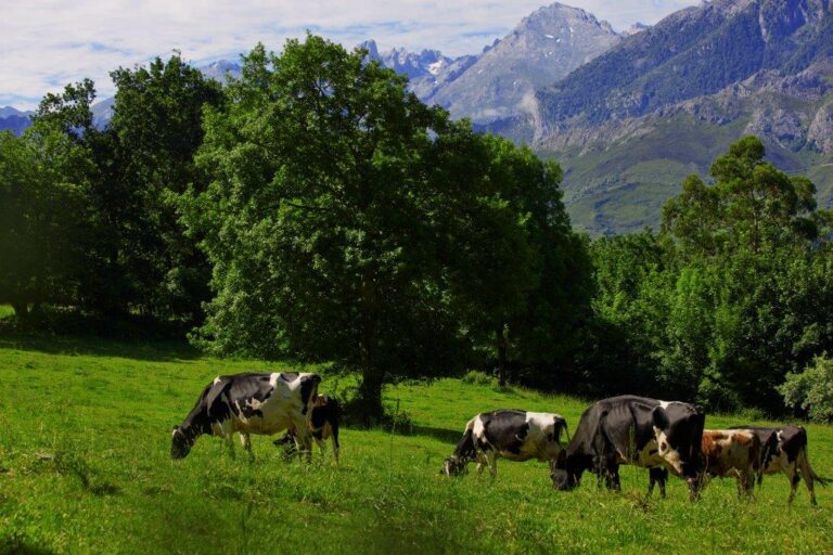Asaja  Asturias resalta la importante labor de los ganaderos en la extinción de los incendios que asolan nuestra región y considera indigno vincular la actividad ganadera con el fuego