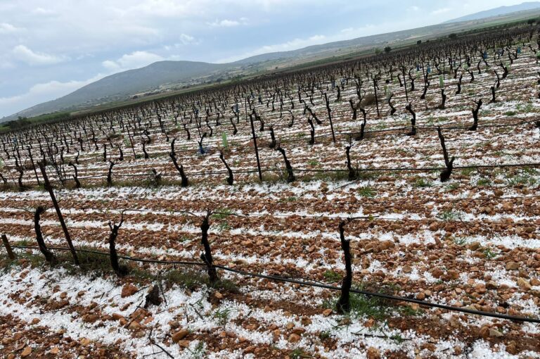 Asaja Valencia AVA pide la implicación de la FVMP y los ayuntamientos para aprobar ayudas directas y medidas fiscales ante los más de 30 millones de pérdidas por el clima