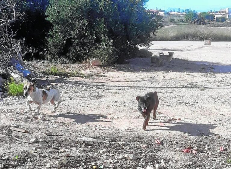 Asaja Córdoba afirma que la Ley de Bienestar Animal ya tiene las primeras consecuencias