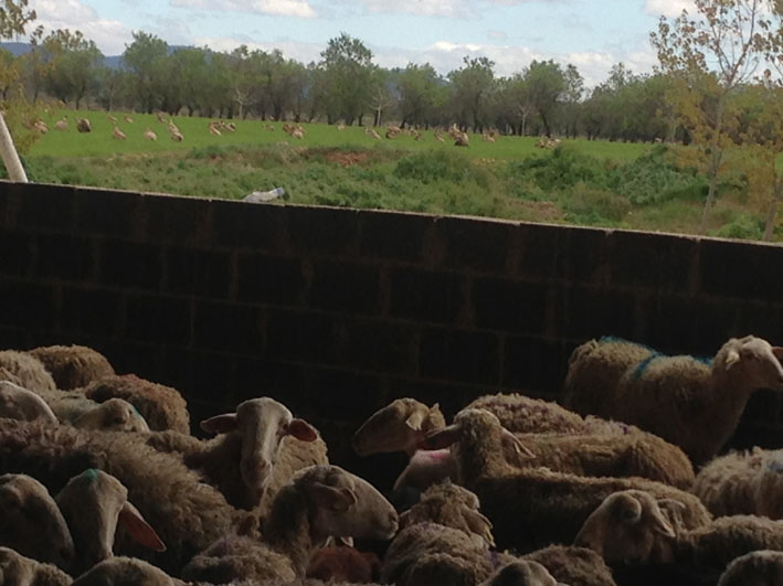 ASAJA Castilla y León confía en que el programa de alimentación de fauna necrófaga “sea bueno tanto para el medio ambiente como para los ganaderos”
