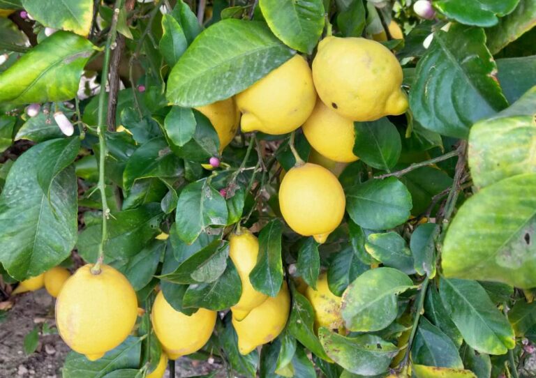 Asaja Alicante avisa que el calor y la sequía de marzo provocarán una merma en la cosecha de naranjas y mandarinas