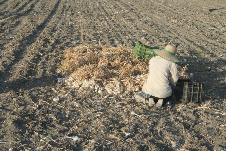 La producción de ajo se reduce en torno al 20 por ciento en la provincia de Córdoba