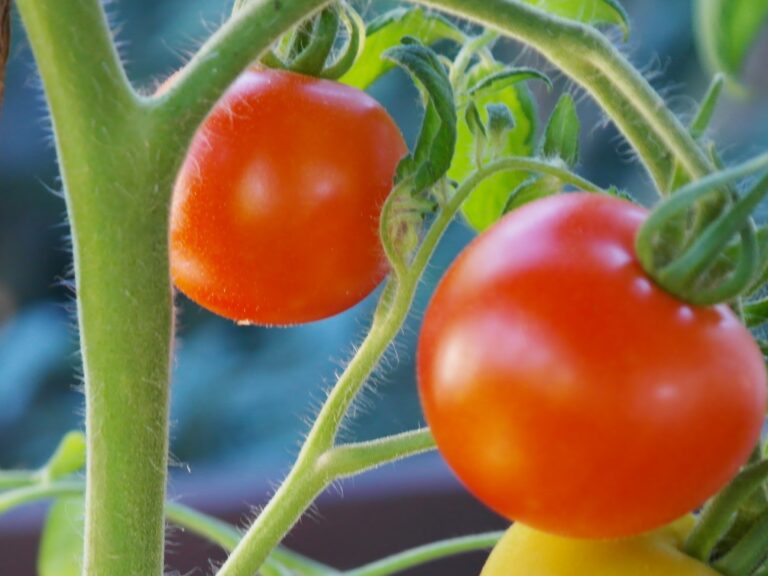 Se mantiene la tendencia de los últimos años: más pimiento, menos tomate para esta nueva campaña
