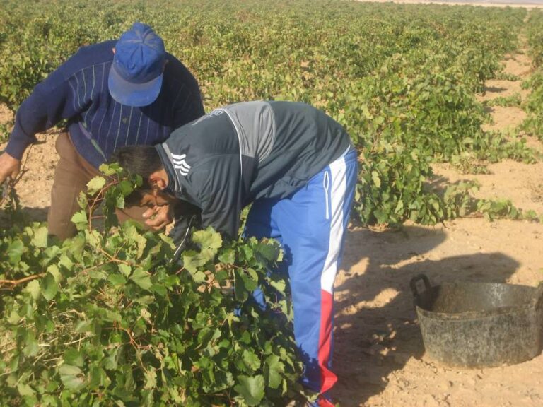 APAG Extremadura- ASAJA  advierte de graves pérdidas en la rentabilidad de las explotaciones vitícolas extremeñas a causa de la reducción de la producción de uva a la mitad.