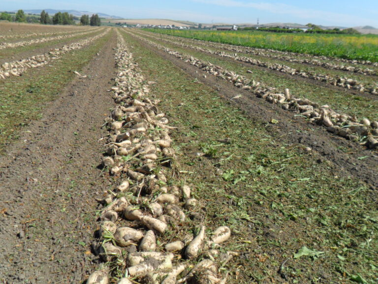 Los remolacheros de Cádiz hacen un balance positivo de una campaña marcada por el buen entendimiento entre la industria y los agricultores