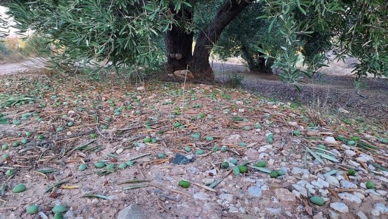 Numerosos siniestros en el campo provocados por la DANA de las últimas horas