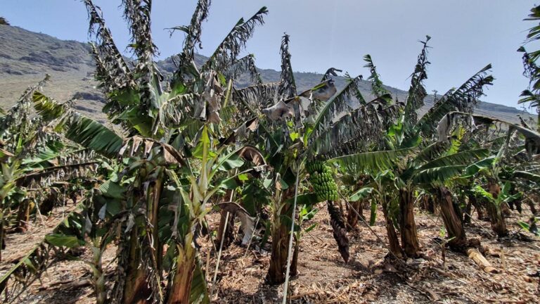 La reciente ola de calor y viento en Canarias eleva la previsión de indemnizaciones por encima de los 10 millones de euros