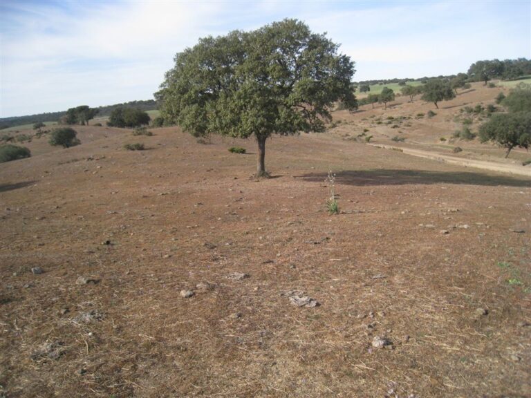 Asaja Extremadura considera insuficientes las ayudas a la sequía planteadas en el Carex