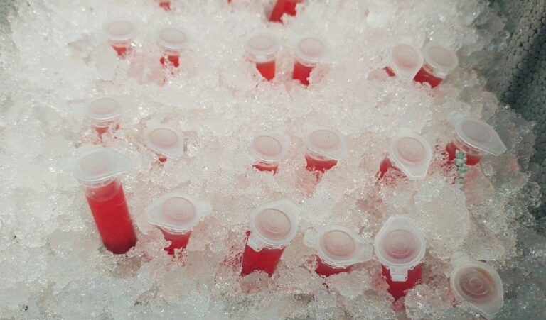 Los Microplásticos amenazan la eficacia de biofertilizantes producidos por Lombrices de Tierra