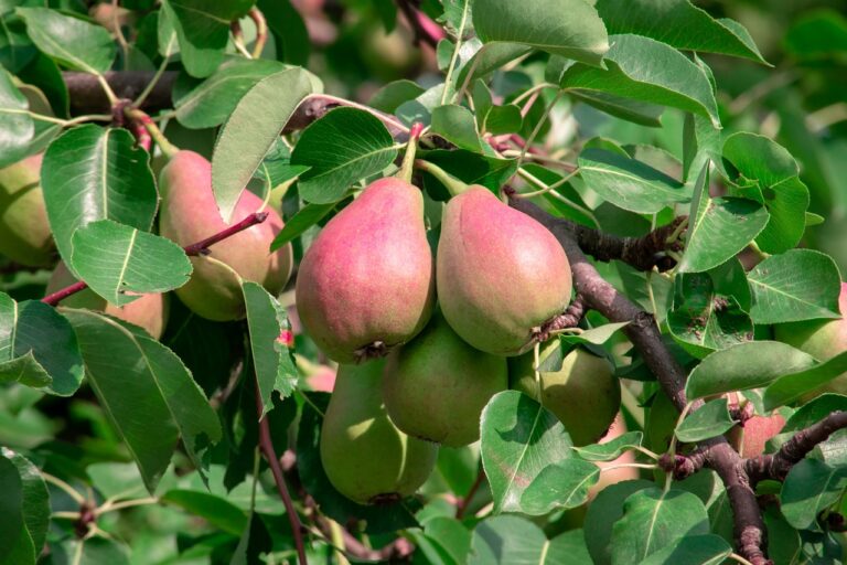 El FEGA publica el listado provisional de la ayuda extraordinaria para productores de frutales y frutos de cáscara