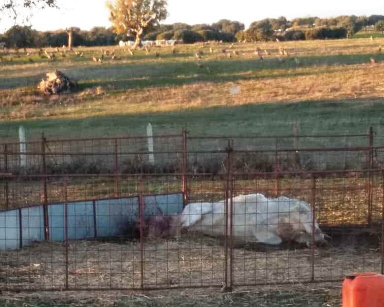 Asaja Salamanca: Los buitres matan a una vaca en El Cubo de Don Sancho
