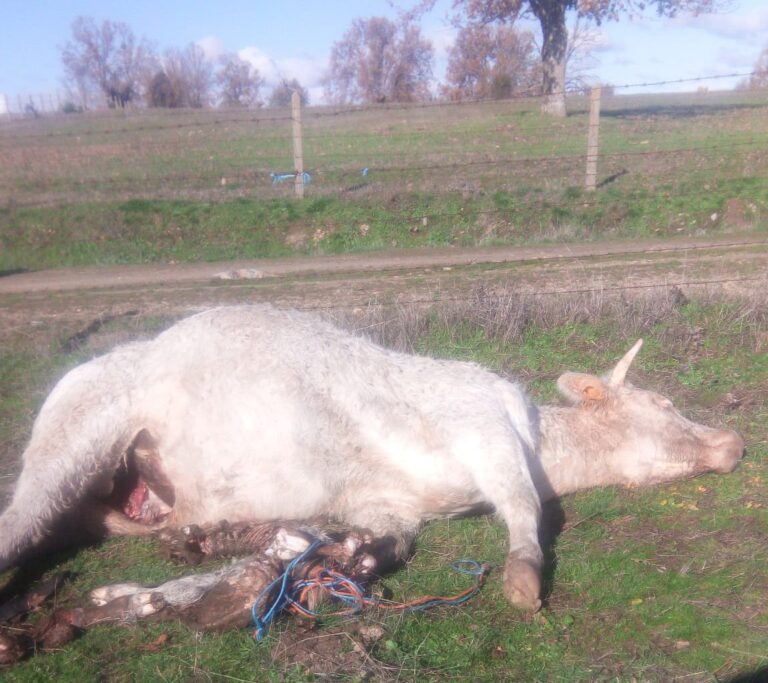 Los buitres acaban con la vida de una vaca y su ternero en La Vídola