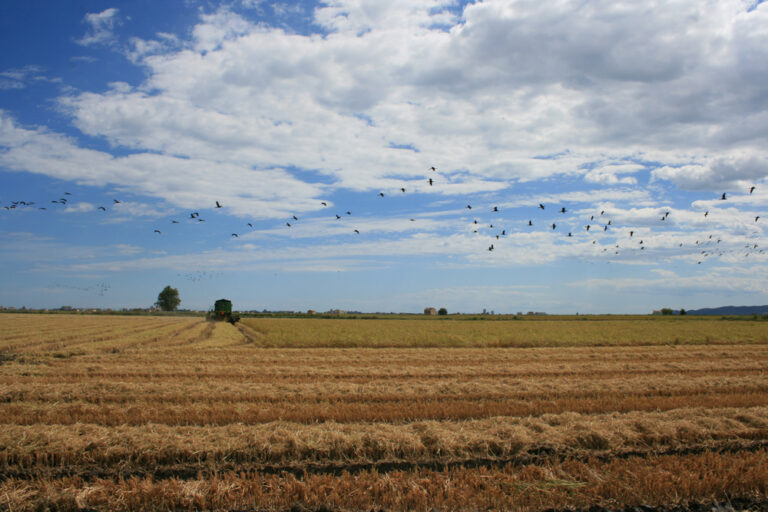 Asaja Valencia AVA denuncia que la futura PAC prevé un recorte medio del 25% de las ayudas al arroz