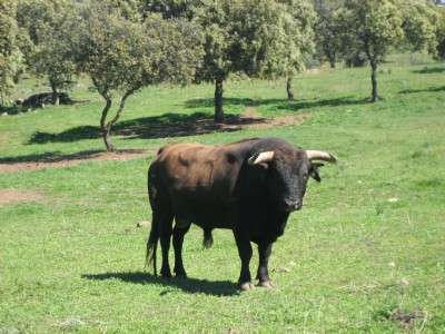 Asaja-Andalucía y la plataforma toro bravo andaluz analizarán la grave situación por la que atraviesa la cabaña andaluza de lidia