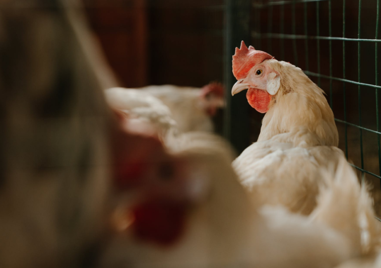 Asaja Extremadura APAG reclama ayudas extraordinarias para las granjas de pollos