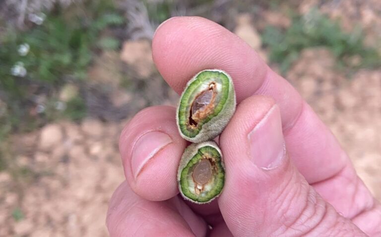 Castilla La Mancha. Las heladas causan daños irreparables en el espárrago y el almendro de la región