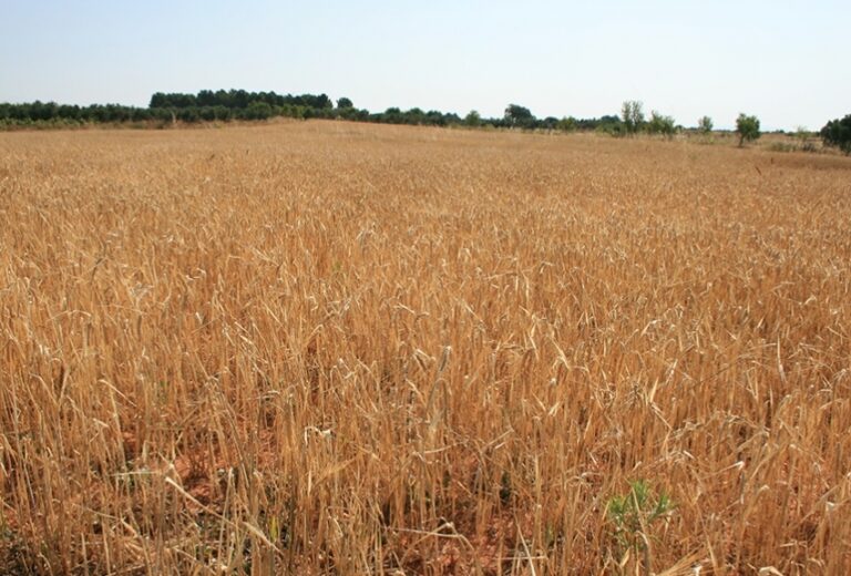 ASAJA Soria pide a la Junta que considere la adaptación del periodo de no tratamientos y lo retrase al menos un mes en la provincia, pasando a mayo-julio