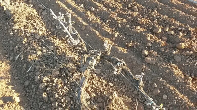 Las heladas en primavera causan daños en el campo