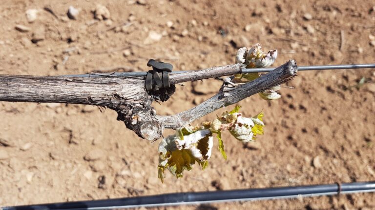 ASAJA Ciudad Real evalúa los daños causados por las heladas en el viñedo de la provincia