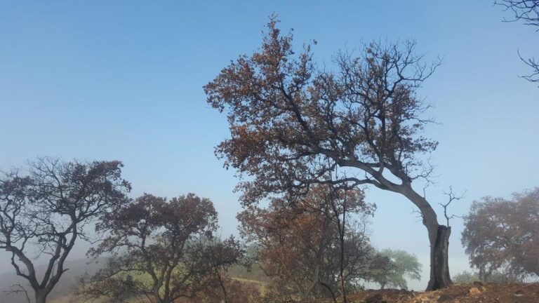 Asaja Andalucía exige la revisión de oficio de la resolución de las ayudas forestales ajustada a las bases y de no ser así, su revocación