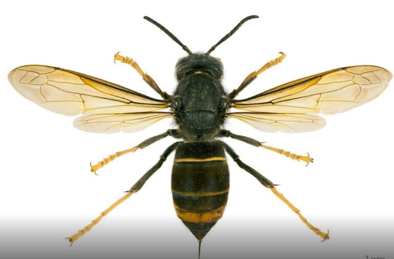 Una amplia extensión de la provincia de Palencia tiene presencia confirmada o probable de avispa asiática