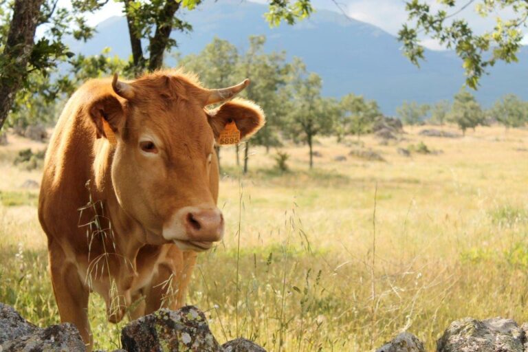 Hoy sábado 5 de junio, ‘Día mundial del medio ambiente’. El sector de la Carne de Vacuno, comprometido con la sostenibilidad
