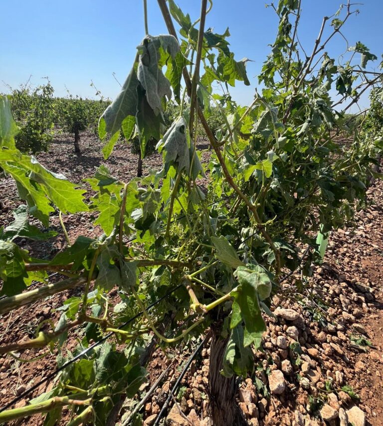 Asaja Ciudad Real evalúa los daños que la tormenta de agua y granizo ha asolado viñas, cereal, pimientos y melones