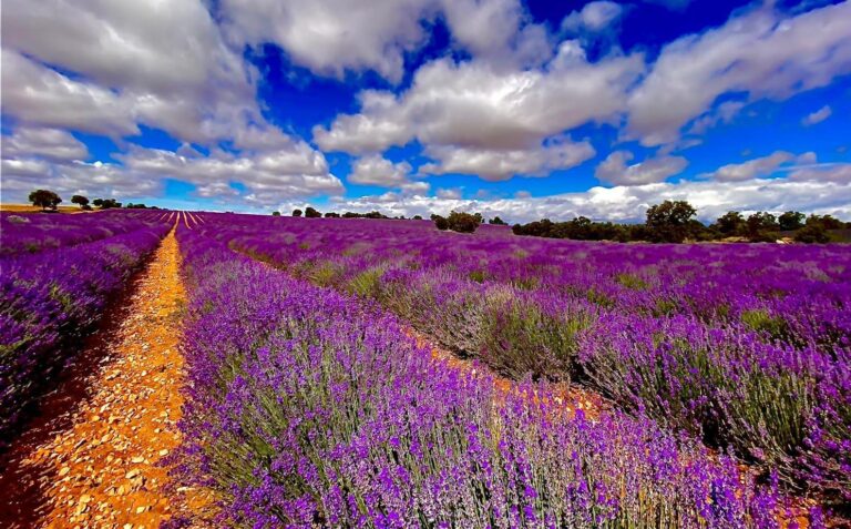 ANIPAM. La lavanda, un sector en riesgo de inviabilidad