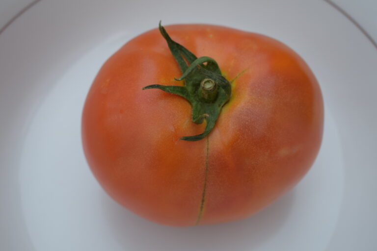 La crisis de las hortalizas por la falta de turistas y las importaciones arrastra al tomate valenciano