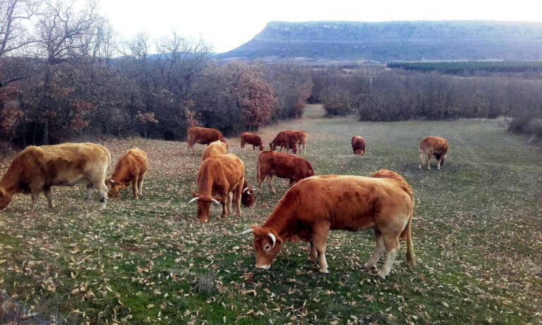 Las lonjas ratifican la tendencia alcista de la cotización del ganado bovino y ovino para carne