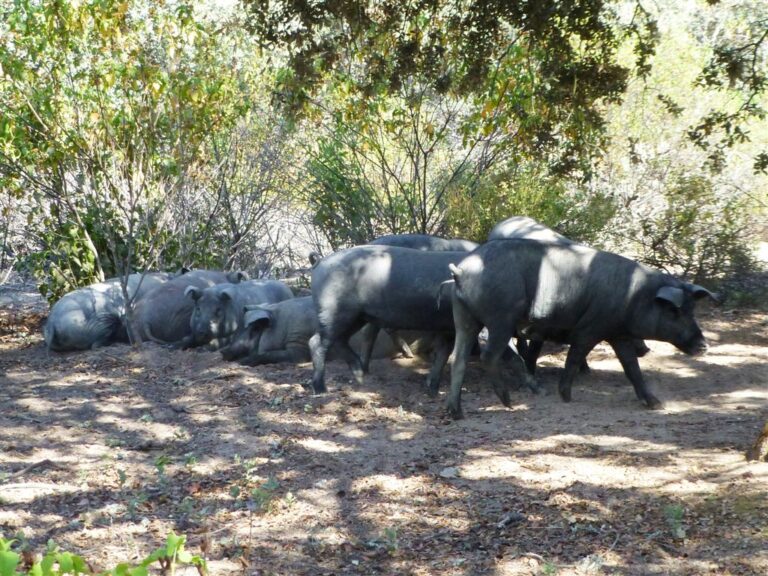 Productores e industriales de Córdoba firman un manifiesto en defensa del cerdo ibérico extensivo
