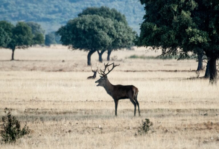La carne de caza silvestre, un motor económico en las áreas rurales