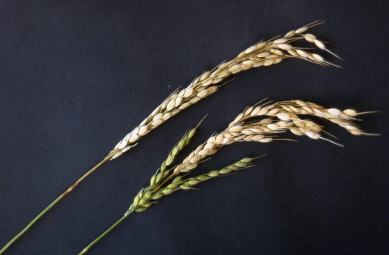 Asaja Alicante advierte que la pyricularia reducirá en un 65% la producción de arroz bomba de Pego