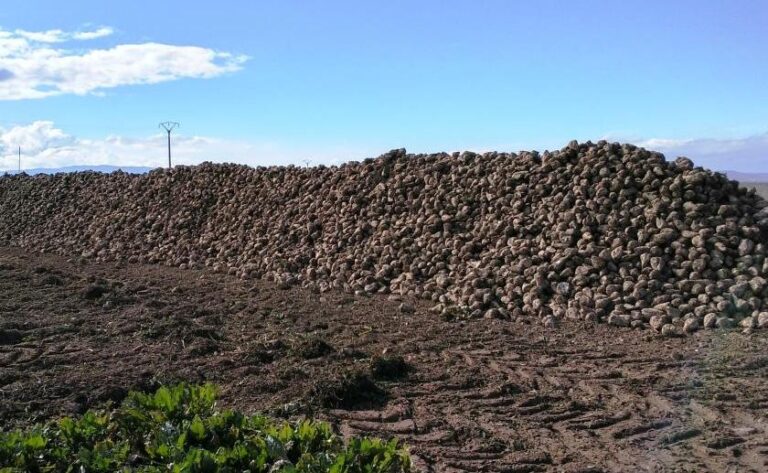 Asaja Rioja busca soluciones para el control de plagas en la remolacha ante la prohibición del uso de neonicotinoides