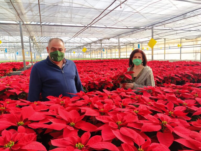 Asaja anima a que no falten flores de pascua decorando nuestras casas estas navidades