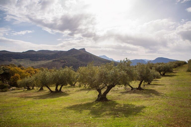 Regenerar como base del futuro de la agricultura