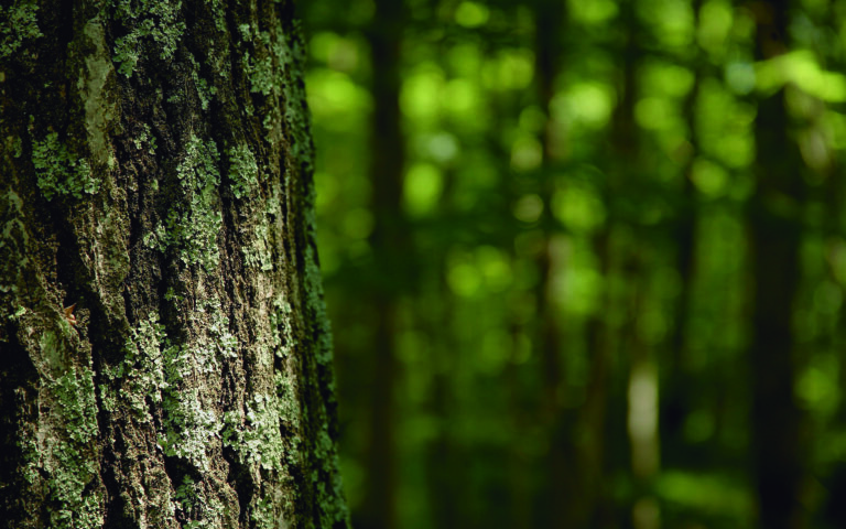Seguros con Coberturas Crecientes para Incendios Forestales