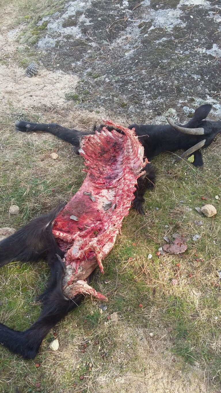 Los lobos atacan un rebaño de cabras en las navas del marqués