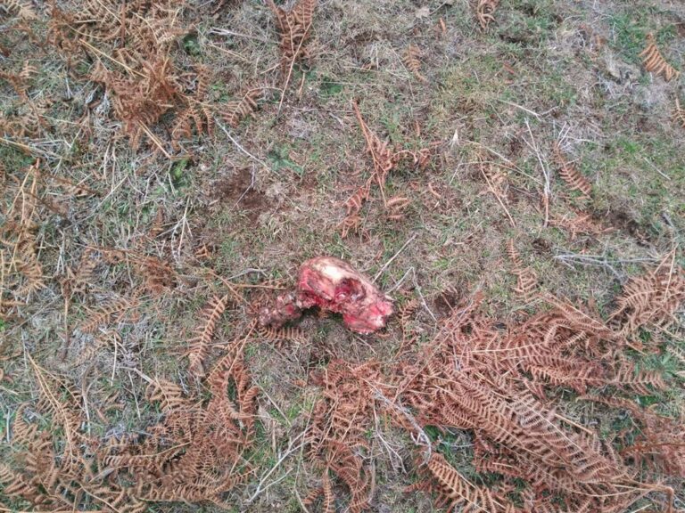 Asaja Avila.Tres ataques de lobo en cuatro meses a un joven recién incorporado al sector