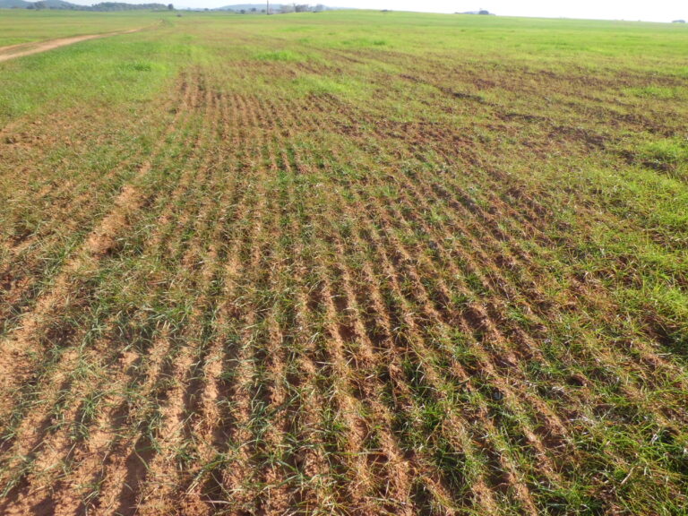 La sequía eleva las pérdidas de los agricultores sevillanos hasta los 160 millones de euros