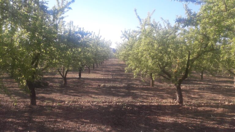 ASAJA CASTILLA LA MANCHA. Las heladas de primavera provocan daños en el almendro de la región