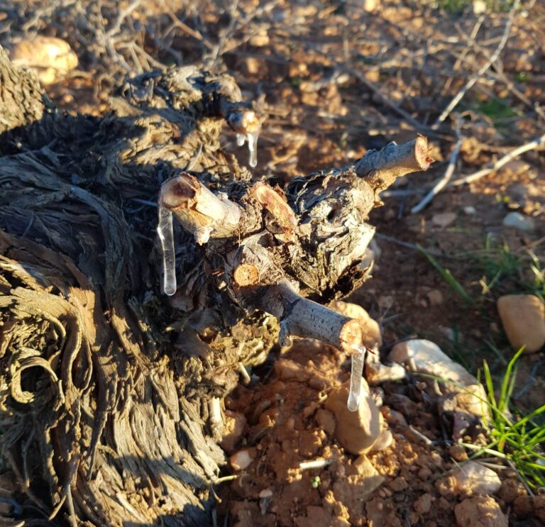 Las heladas del fin de semana provocan graves daños en frutales y almendros de varias regiones españolas
