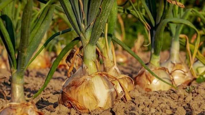 Asaja CLM rechaza la Reforma Laboral por no contemplar la casuística de las campañas agrícolas