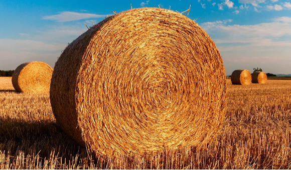 Asaja insta al Ministerio de Agricultura a que facilite paja a las ganaderías