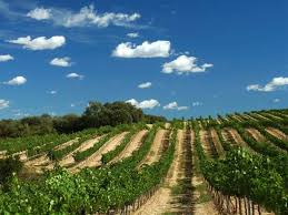 Informe del sector del vino elaborado por ASAJA de Castilla-La Mancha