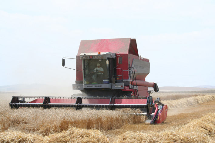 El golpe de calor de mayo adelanta la recolección y merma los rendimientos de los cereales de invierno