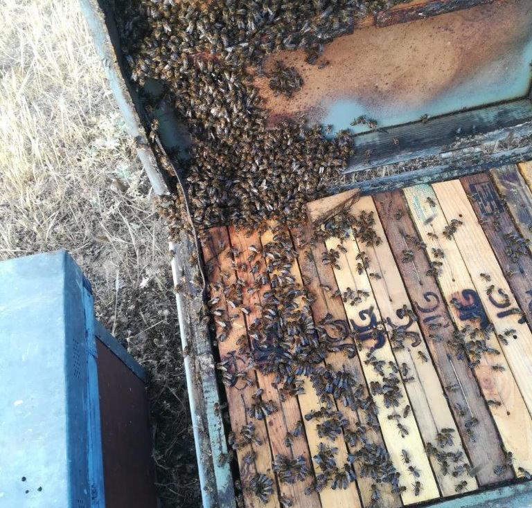 La Asociación de Apicultores Salmantinos y Cacereños condenan la masacre de abejas a dos apicultores de Salamanca y Cáceres