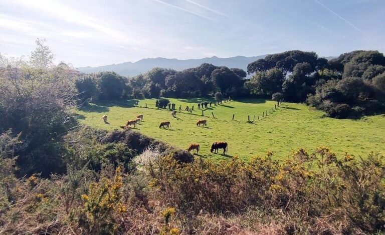 Palencia sigue entre las provincias más caras en la retirada de animales muertos en explotaciones ganaderas